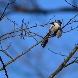 Long-tailed Tit