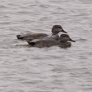 Gadwall