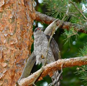 Northern Goshawk