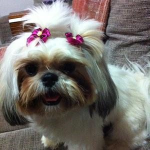 Shih Tzu