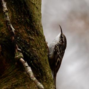 Eurasian Treecreeper