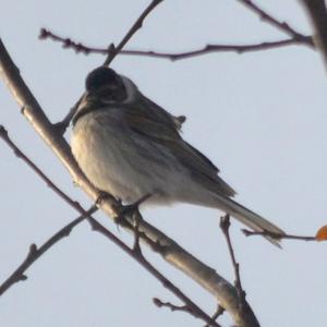 Reed Bunting