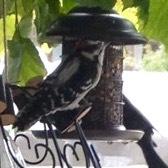 Downy Woodpecker