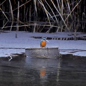 Eisvogel