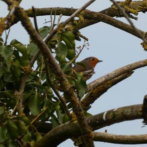 European Robin