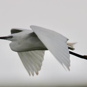 Little Egret