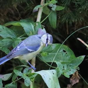 Blue Tit