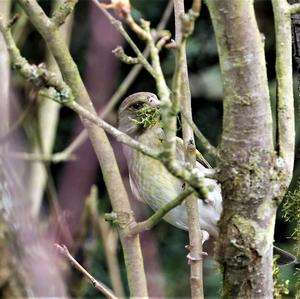 European Greenfinch