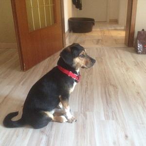 Unknown Breed