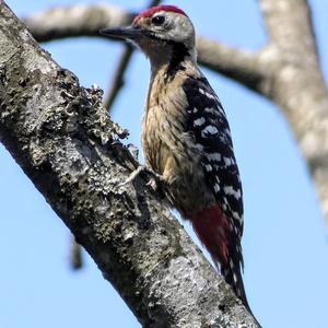 Fulvous-breasted Woodpecker