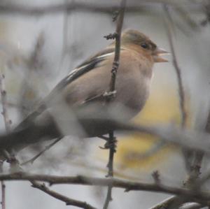 Eurasian Chaffinch