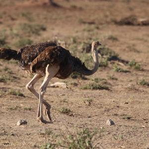 Ostrich