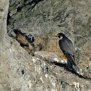 Peregrine Falcon