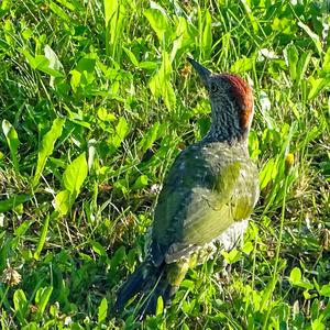 Eurasian Green Woodpecker