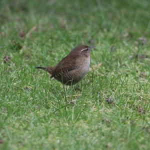 Zaunkönig