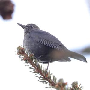 Eurasian Blackbird