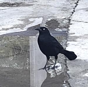 Great-tailed Grackle