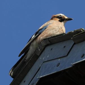 Eurasian Jay