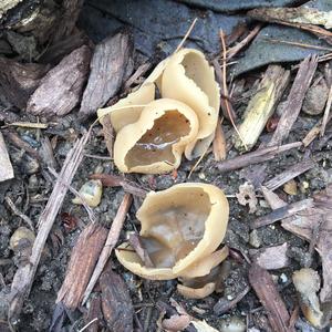 Lemon Peel Fungus