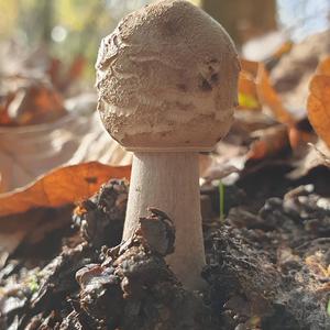 Shaggy Parasol