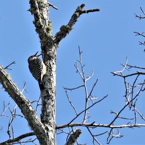 Red-bellied Woodpecker