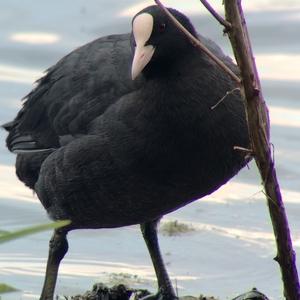 Common Coot