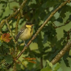 Great Tit