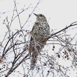 Mistle Thrush