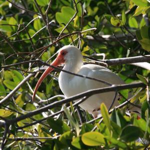 White Ibis