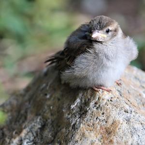 House Sparrow