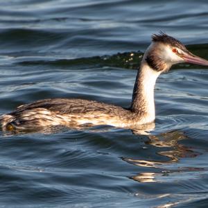 Great Crested Grebe