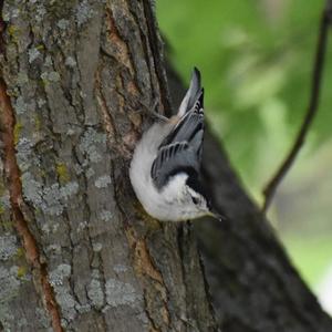 White-breasted Nuthatch