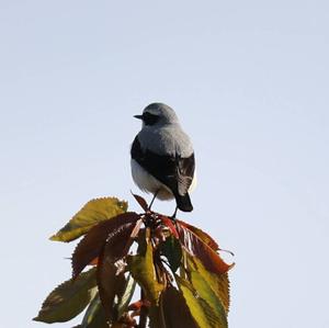 Northern Wheatear