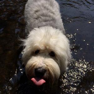 Old English Sheepdog