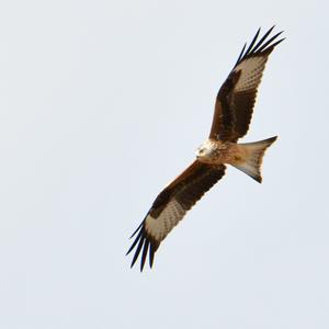 Red Kite