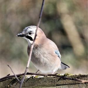 Eurasian Jay