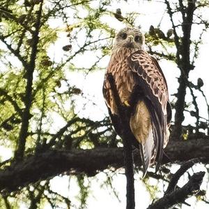 Red Kite