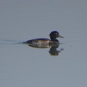 Tufted Duck