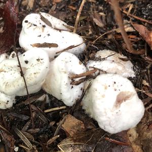 Entoloma sepium