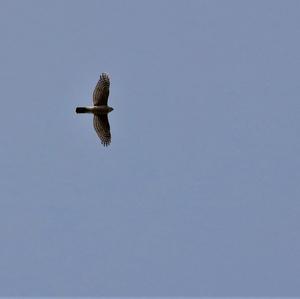 Eurasian Sparrowhawk