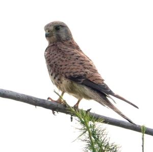 Common Kestrel