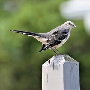 Grey Catbird