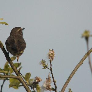 Blaukehlchen