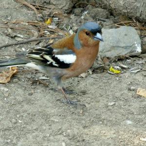 Eurasian Chaffinch