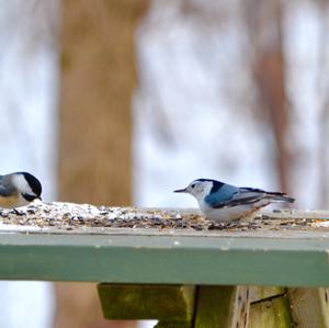 White-breasted Nuthatch