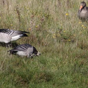 Barnacle Goose