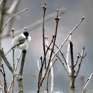 Marsh Tit