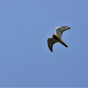 Common Kestrel