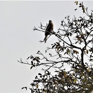 Red Kite