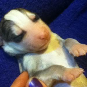 Unknown Breed